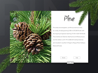 Pine app design dashboard dry fruits forest fruits information nature pine pines plant tree web design