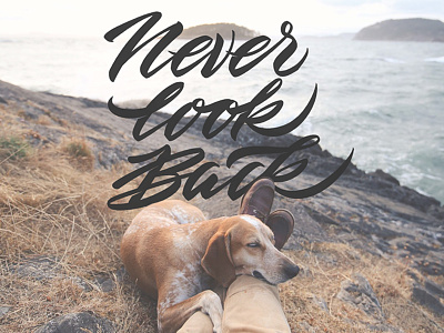 Never Look Back) back brush lettering dog landscape lettering look never relax sea vector