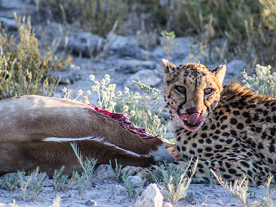 Feast Day cheetah photography safari travel travelblog
