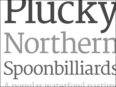 Plucky Northern Spoonbilliards gray grey merriweather serif slab specimen type typedia typography