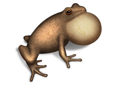 Spring Peeper