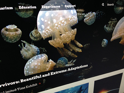Marine Institute Homepage black jelly fish red search serif transparency