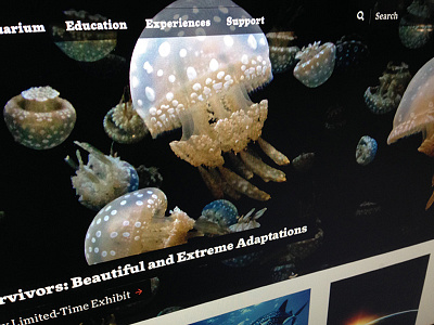 Marine Institute Homepage
