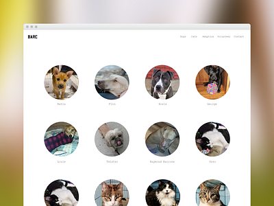 "BARC", Brooklyn Animal Rescue Center site concept cats dogs ui website