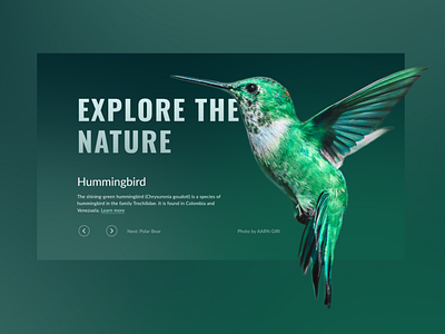 Explore the nature - wildlife animals design gallery gradients graphic design minimal nature slider ui user interface web app web design website