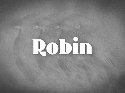 Robin bird branding design geometric logo minimal robin serif thick letters typography vector
