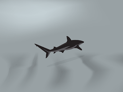 Shark design desktop fish marinebiology mobile ocean sea seaworld shark ui ux vector