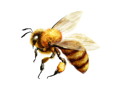 Fluffy bee art bee cartoon character cute design digital fluffy illustration painting