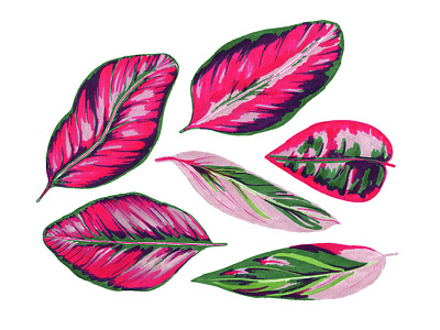 Calathea pink leaves botanic botanical floral green leaves nature pink