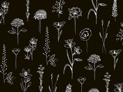 Patagonian wildflowers black botanic floral flowers graphic design illustration ink pattern