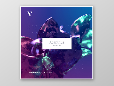 Vidanoise-ACANTHUS-EXP-2020 design illustration typography vector