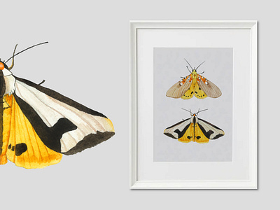 Watercolor moth in interior