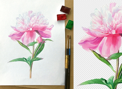 Watercolor peony aquarell flower peony peony flower watercolor