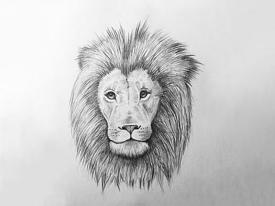 Aslan aslan drawing graphite lion narnia pencil sketch