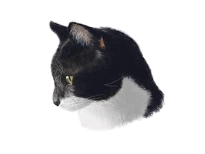 Hamilton 2d art cat digital painting drawing illustration painting photoshop