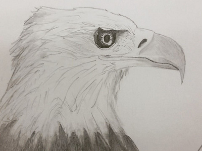 Bald Eagle drawing eagle illustration pencil