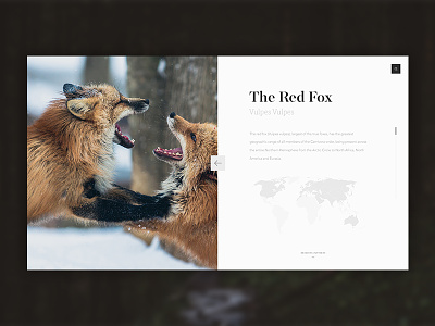 Foxes in the Wild animals article blog clean foxes nature simple ui website website design white wikipedia