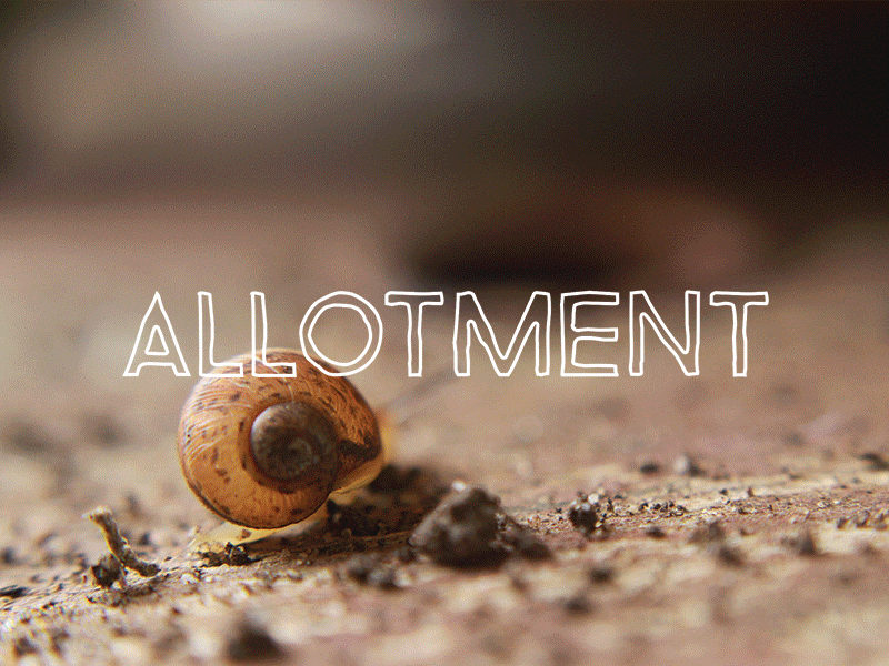 Allotment - University Branding & Photography Project allotment branding flower garden nature photography pumpkin shed snail