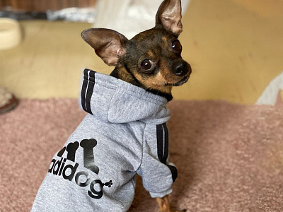 Adidog Dog Costume Pet Jumpsuit