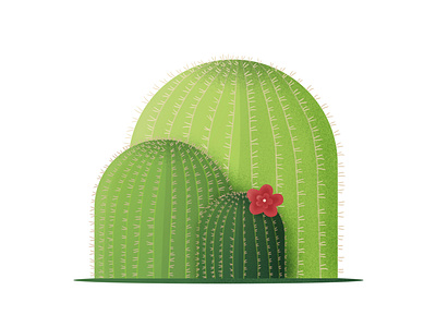 Cactuses art cactus digital flower green illustration plant simple