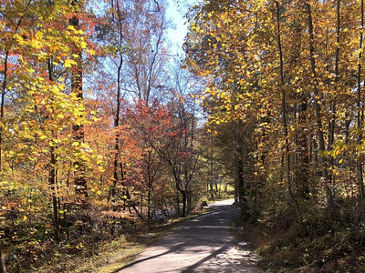 Nature Walk fall quiet street trees