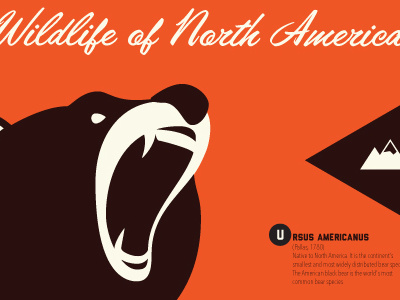 Wildlife animals nature wildlife illustration bear vector poster