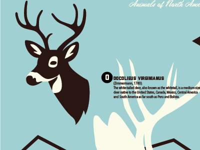 Wildlife: Deer adventure animal clean deer icon illustration infographic nature outdoors poster vector wildlife