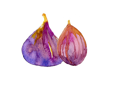 Painted figs hand painted illustration watercolor