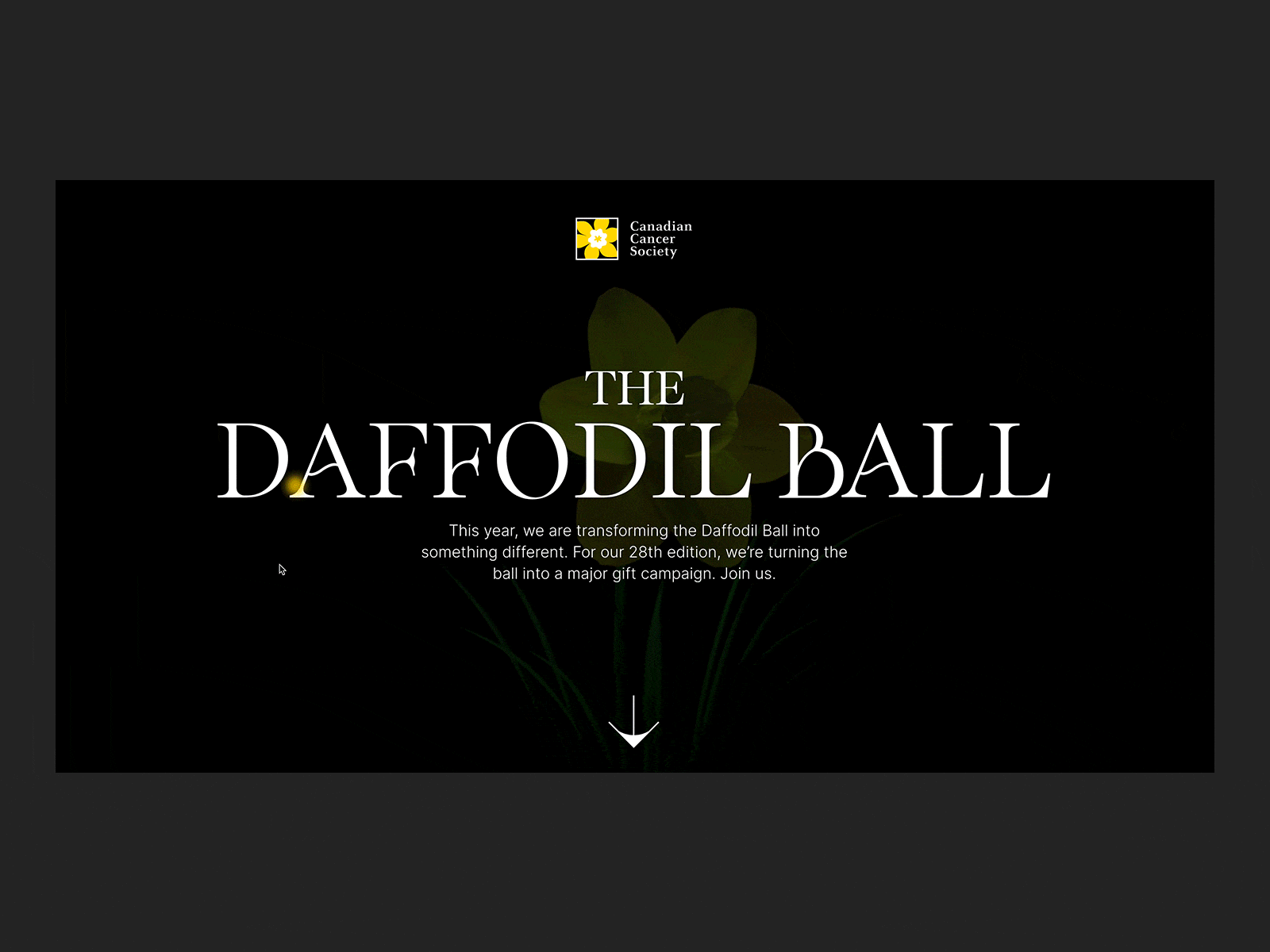The Daffodil Ball ball canada cancer daffodil event flower yellow