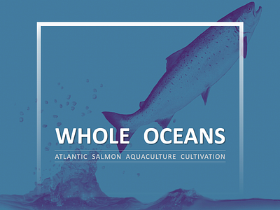 Whole Oceans design presentation design typography