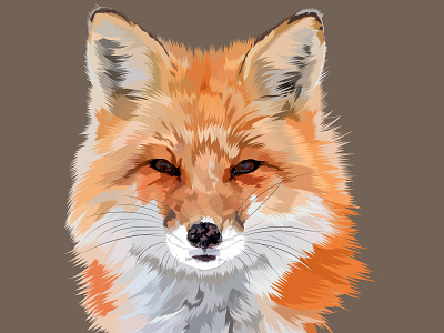 Fox illustration