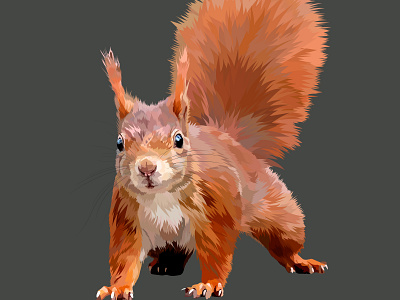 Squirrel illustration