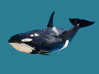 Killer whale illustration design graphic design icon illustration logo typography vector