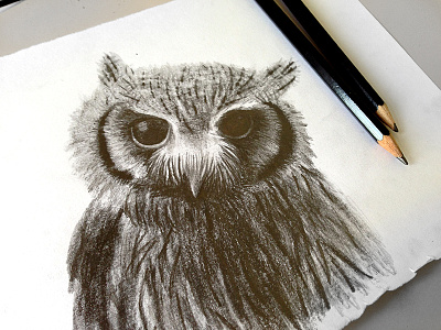 Owl drawing graphite owl