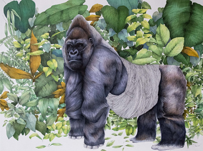 Gorilla drawing fine art gorilla illustration nature art nature illustration pen and ink pen and marker wildlife wildlife illustration