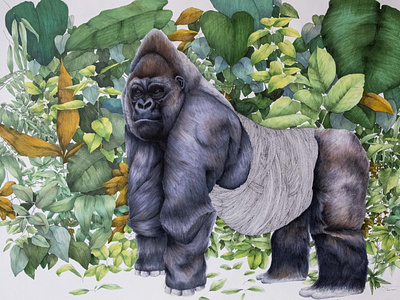 Gorilla