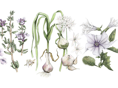 Medicinal Garden Botanical Illustrations