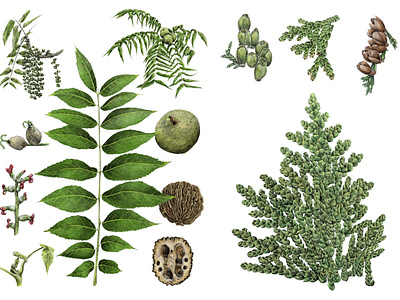 Native Tree Guide Botanical Illustrations