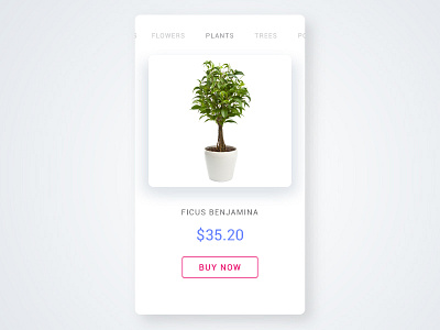 Ficus dailyui ui