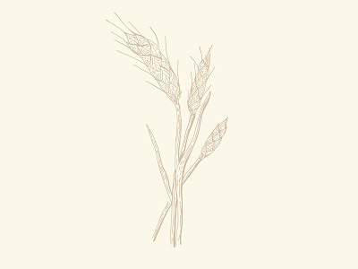 Wheat Illustration 810 Ranch and Cattle Co
