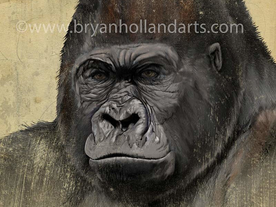 G is for gorilla adobe photoshop animal corel painter endangered gorilla neonmob realism wacom cintiq