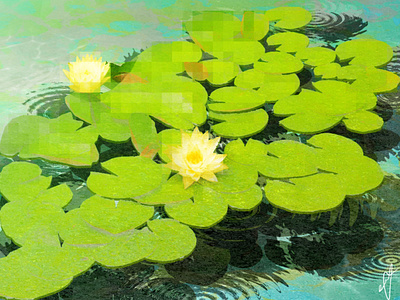 Waterlily