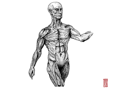 Human Anatomy, 2020 anatomy antropomorphic cartoon design drawing human illustration perspective sketching study