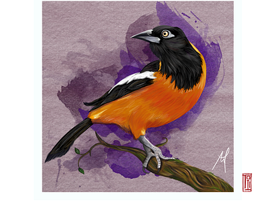 Troupial Bird, 2016 animals bird birdwatching canvas cartoon design illustration photoshop troupial