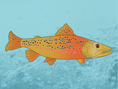 Brown Trout colorado digital illustration fishing fly fishing hogs