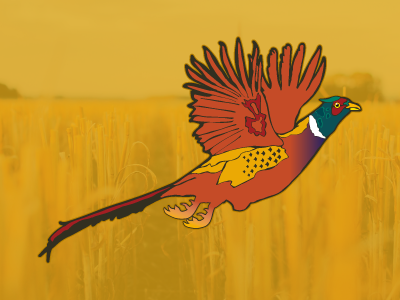 Ring-necked Pheasant colorado diecut graphic illustration laminatedvinyl pheasant sticker