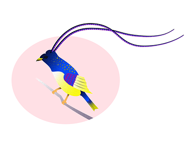 King of Saxony affinity designer animal animal art bird bird illustration bird of paradise gradients illustration vibrant
