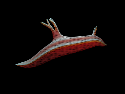 Miamira Magnifica | 3D Render 3d 3d modeling 3danimation animation blender design organic render seaslug slug