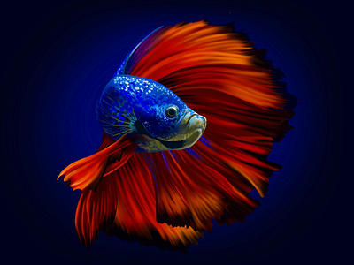 betta fish