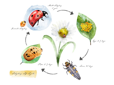 Vintage Inspired Ladybug Life Cycle